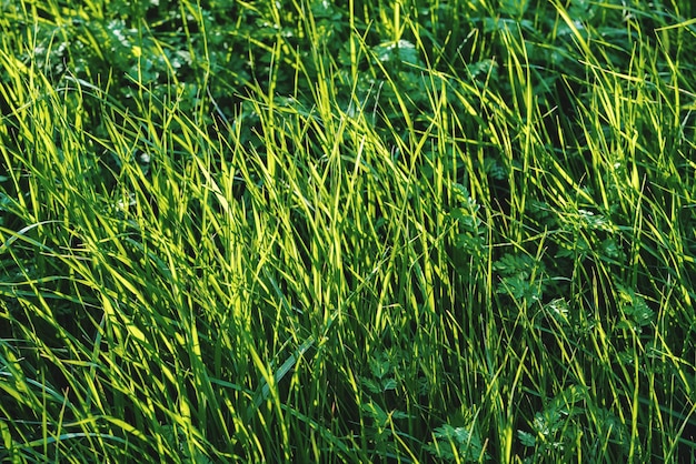 Foto grünes gras im vollen rahmen