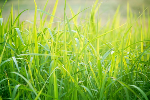 Grünes Gras in Augenhöhe für Hintergrund oder Grafikdesign