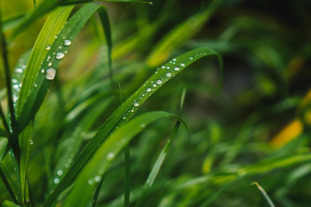 Grünes Gras in den Tropfen nach dem Regen. Hintergrund des grünen Grases