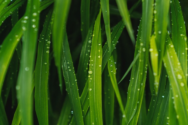 Grünes Gras in den Tropfen nach dem Regen. Hintergrund des grünen Grases