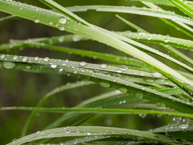 Grünes Gras in der Natur mit Regentropfen