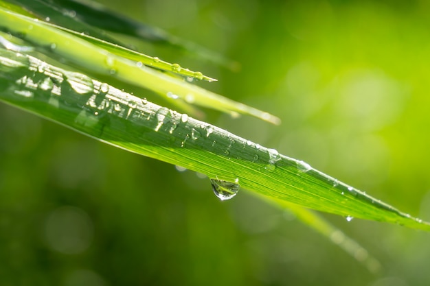 Grünes Gras in der Natur mit Regentropfen