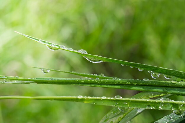 Grünes Gras in der Natur mit Regentropfen