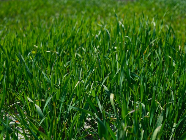 Grünes Gras in der Natur