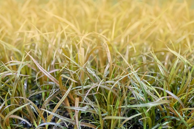 Grünes Gras in der Sonne.