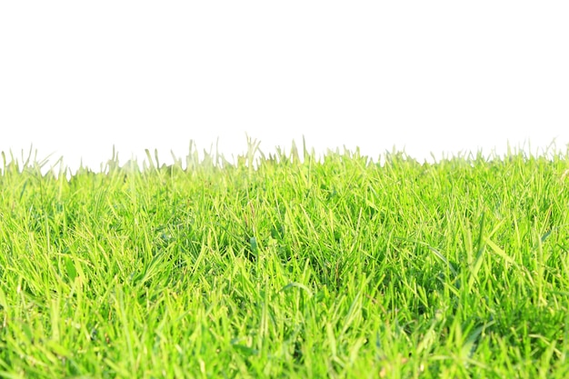 Grünes Gras isoliert auf weißem Hintergrund