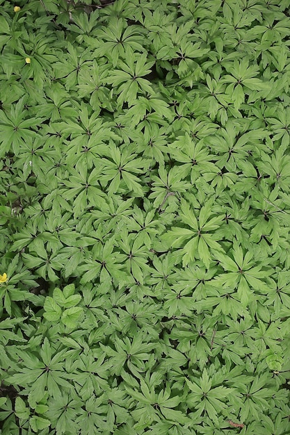 grünes Gras lässt Draufsicht wildes Feld / Sommer im Dschungel, abstrakte Ansicht des Waldgrases, Hintergrund