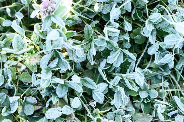 Grünes Gras mit morgendlichem Raureif und Sonnenlicht im Garten, gefrorenes Gras mit Frost auf der Wiese