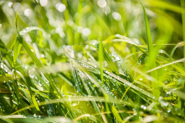 Grünes Gras mit Morgentau. Unscharfer Naturhintergrund