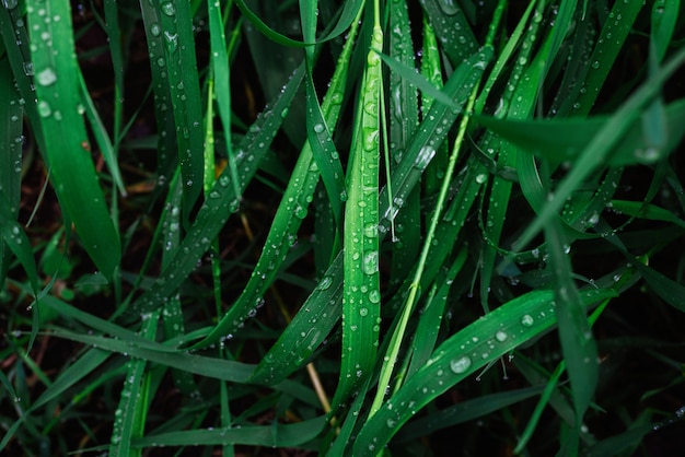 Grünes Gras mit Regentropfenoberfläche. Ansicht von oben.