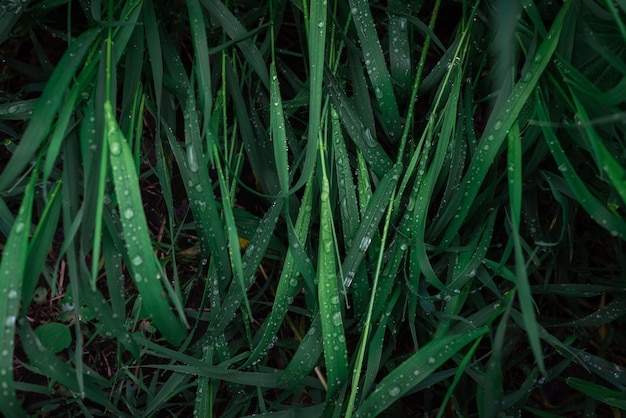 Grünes Gras mit Regentropfenoberfläche