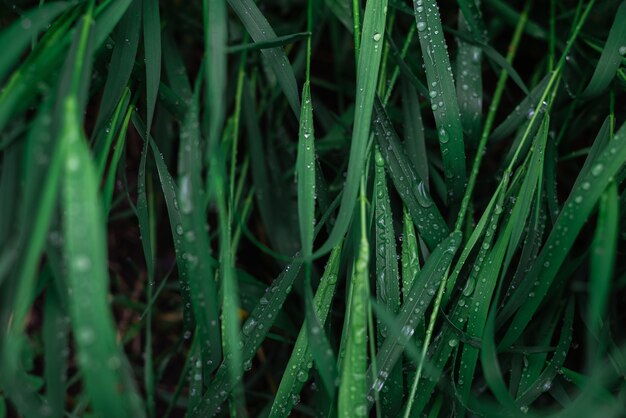 Grünes Gras mit Regentropfenoberfläche