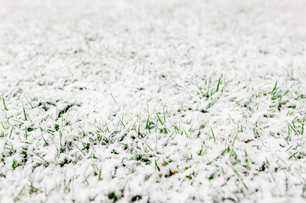 Grünes Gras mit Schnee bedeckt. Schöner Hintergrund. Schnee