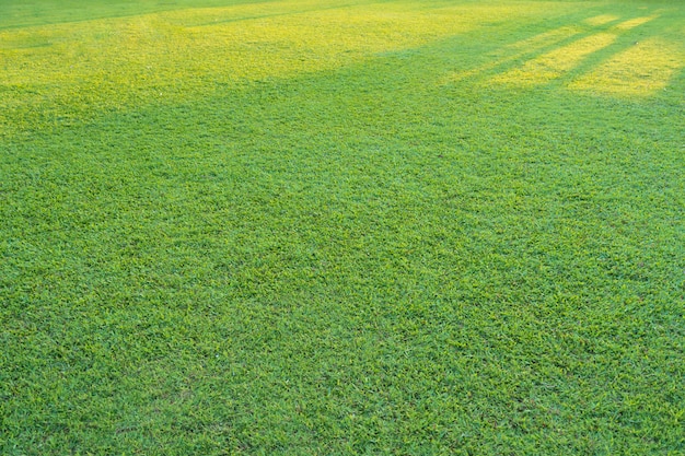 Grünes Gras mit Sonnenlicht im Park