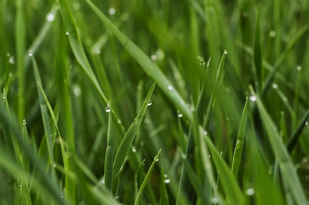 Grünes Gras mit Tau, Abschluss oben.