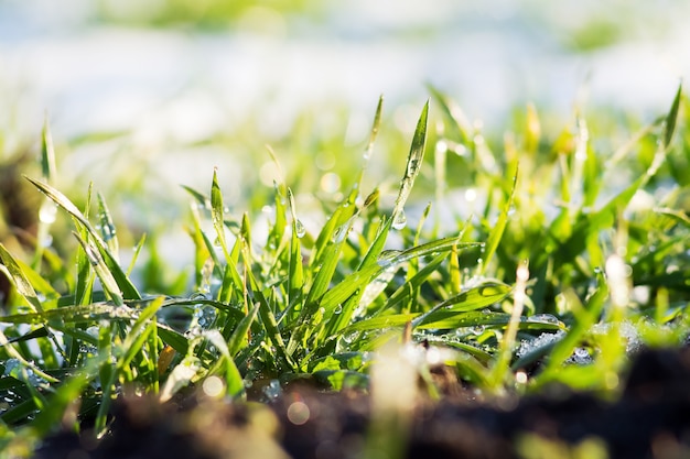 Grünes Gras mit Tautropfen auf dem Hintergrund des Schnees. Sonniger Wintertag. Sonniger Tag zu Beginn des Frühlings_