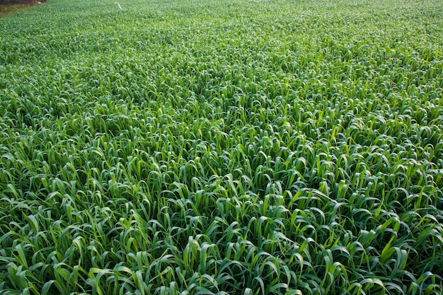 Grünes Gras mit Tautropfen Wintermorgen Natürlicher Hintergrund der Weizenpflanze