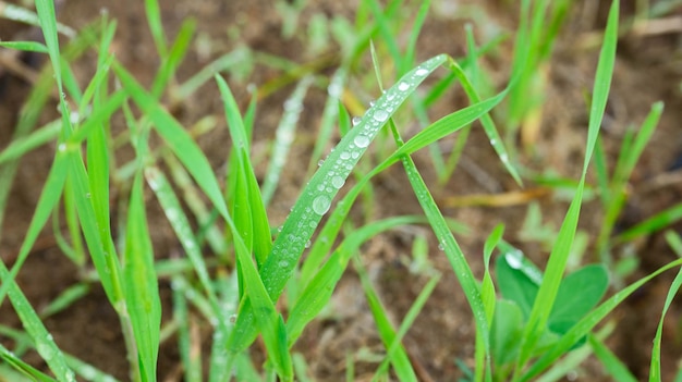 Grünes Gras mit Tautropfen