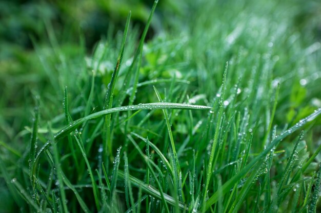 Grünes Gras mit Wassertröpfchen auf den BlätternxA