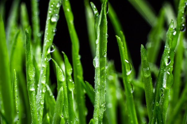 Grünes Gras mit Wassertropfen