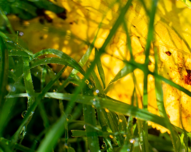 Grünes Gras nach dem Regen nahe Hintergrund