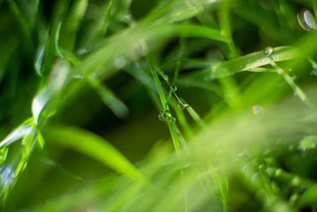 Grünes Gras nach dem Regen nahe Hintergrund