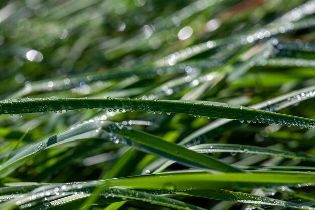 Grünes Gras nach Regen mit Wassertropfen bedeckt