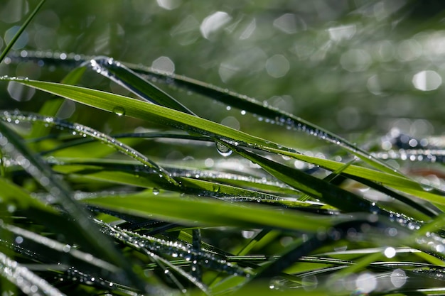 Grünes Gras nach Regen mit Wassertropfen bedeckt