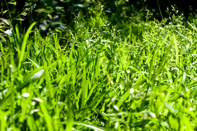 Grünes Gras Nahaufnahme natürlich
