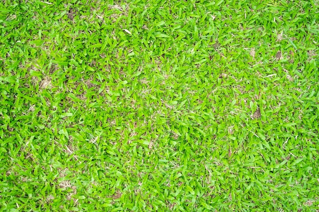 Grünes Gras Textur für Hintergrund Grünes Rasenmuster und Texturhintergrund
