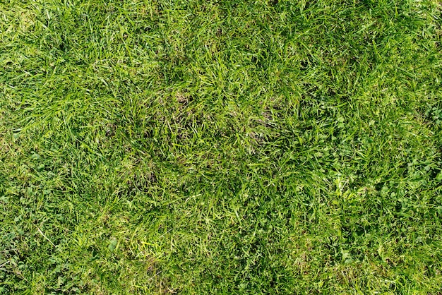 Grünes Gras Textur Hintergrund. Blick von oben auf den hellen Grasgarten. Rasen für Trainingsfußballplatz, Grasgolfkonzept