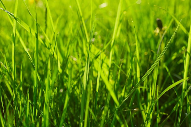 Grünes Gras Textur HintergrundGrüner Rasen Muster strukturierter Hintergrund