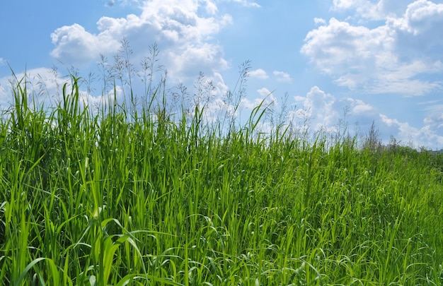 Grünes Gras und blauer Himmel