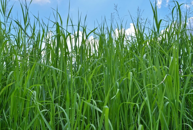 Grünes Gras und blauer Himmel