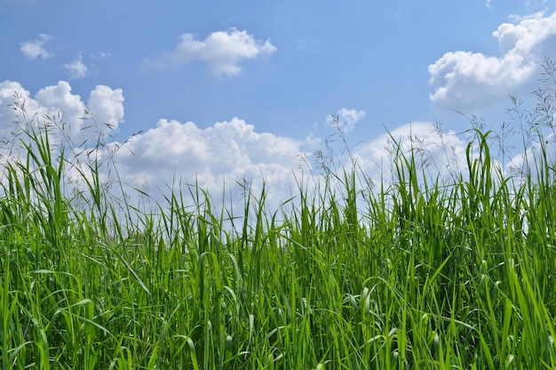 Grünes Gras und blauer Himmel