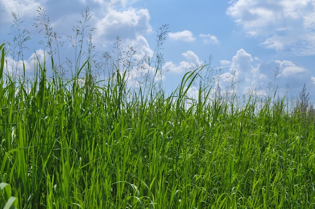 Grünes Gras und blauer Himmel