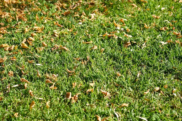 Grünes Gras und getrocknete Blätter
