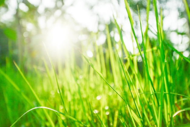 Grünes Gras und helle Sonne