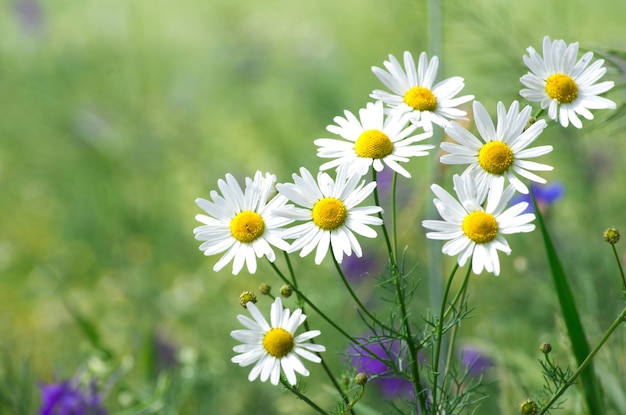 Grünes Gras und Kamille in der Natur