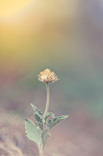 Grünes Gras und kleine weiße Blumen auf dem Feld. schöne sommerlandschaft.