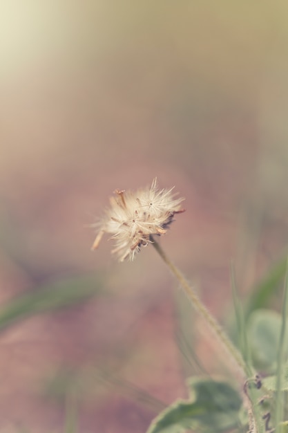 Grünes Gras und kleine weiße Blumen auf dem Feld. schöne sommerlandschaft.