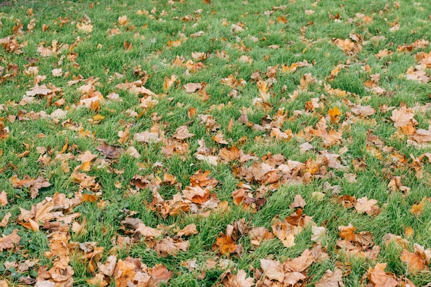Grünes Gras und trockene Blätter im Herbst