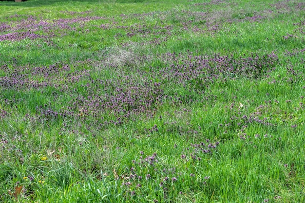 Grünes Gras und wilde Blumen auf dem Rasen