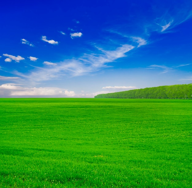 Grünes Gras unter blauem Himmel