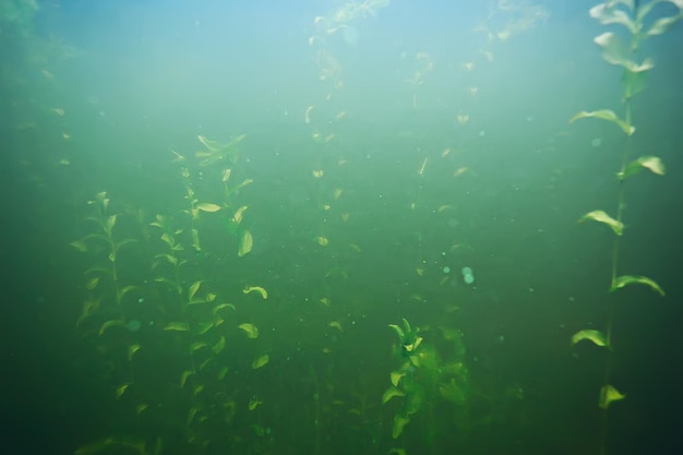 grünes Gras unter Wasser