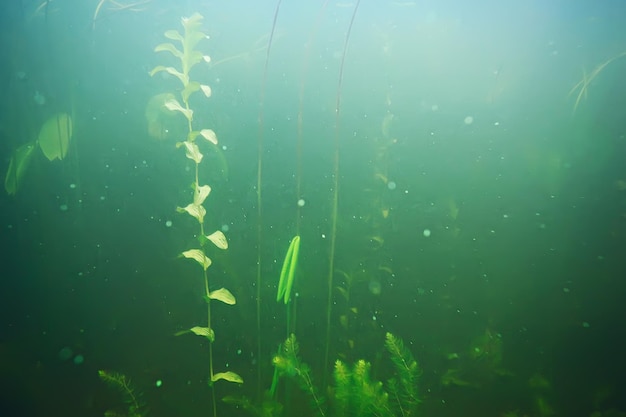 grünes Gras unter Wasser