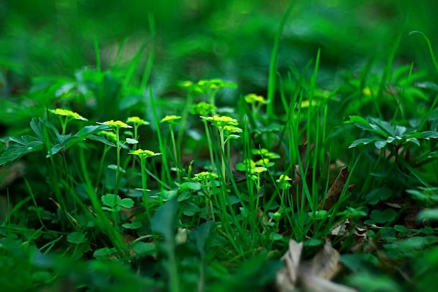 grünes Gras verlässt Draufsicht wildes Feld / Sommer im Dschungel, abstrakte Ansicht des Waldgrases, Hintergrund
