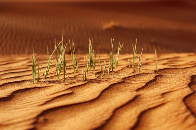 Grünes Gras wächst aus Sand in der Wüste