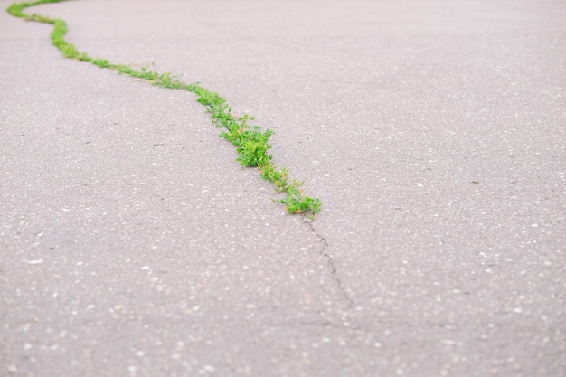 grünes Gras wächst in einer Asphaltritze, ein Grasstreifen teilt die Fahrbahn in zwei Hälften