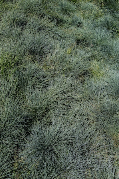 Foto grünes gras zur verwendung als naturhintergrund